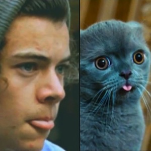 One Direction Cats One Direction Cats